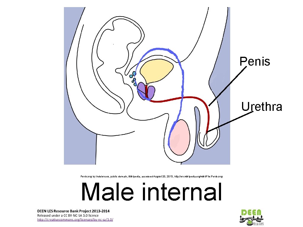 Penis Urethra Penis. svg by Indolences, public domain, Wikipedia, accessed August 20, 2013, http: