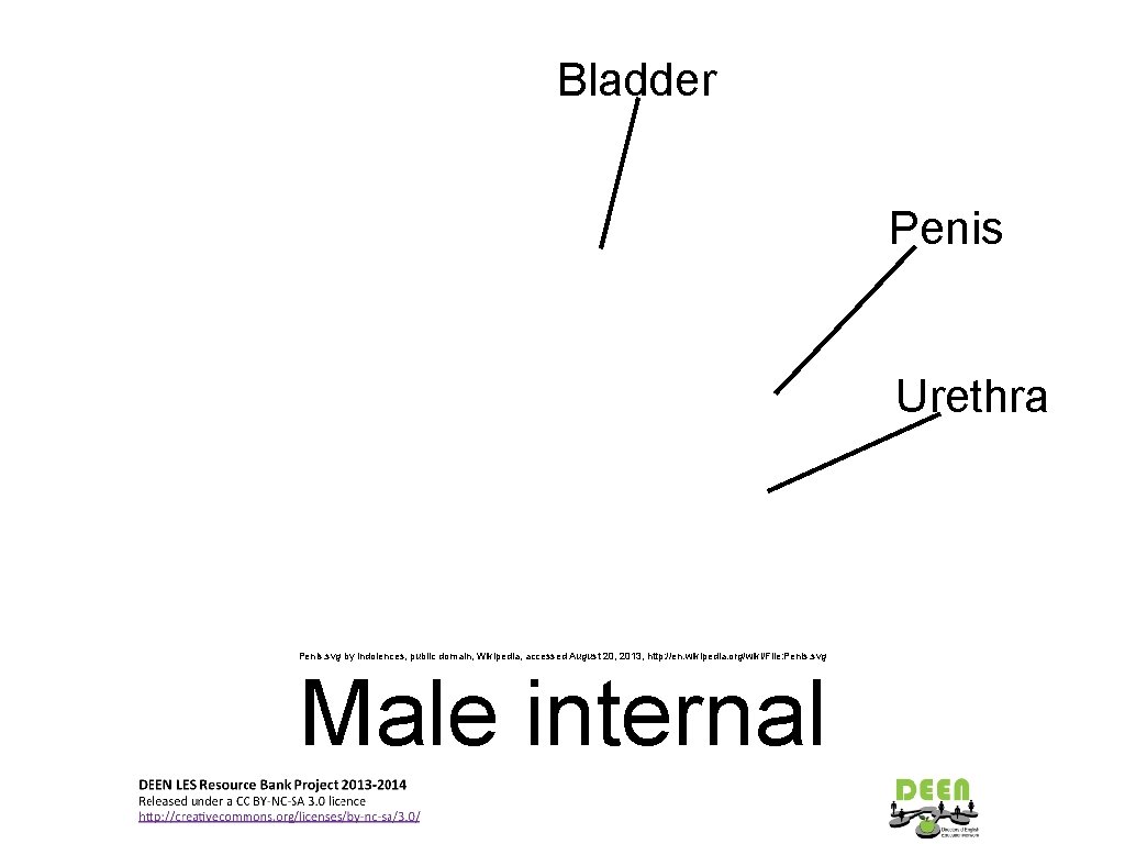 Bladder Penis Urethra Penis. svg by Indolences, public domain, Wikipedia, accessed August 20, 2013,