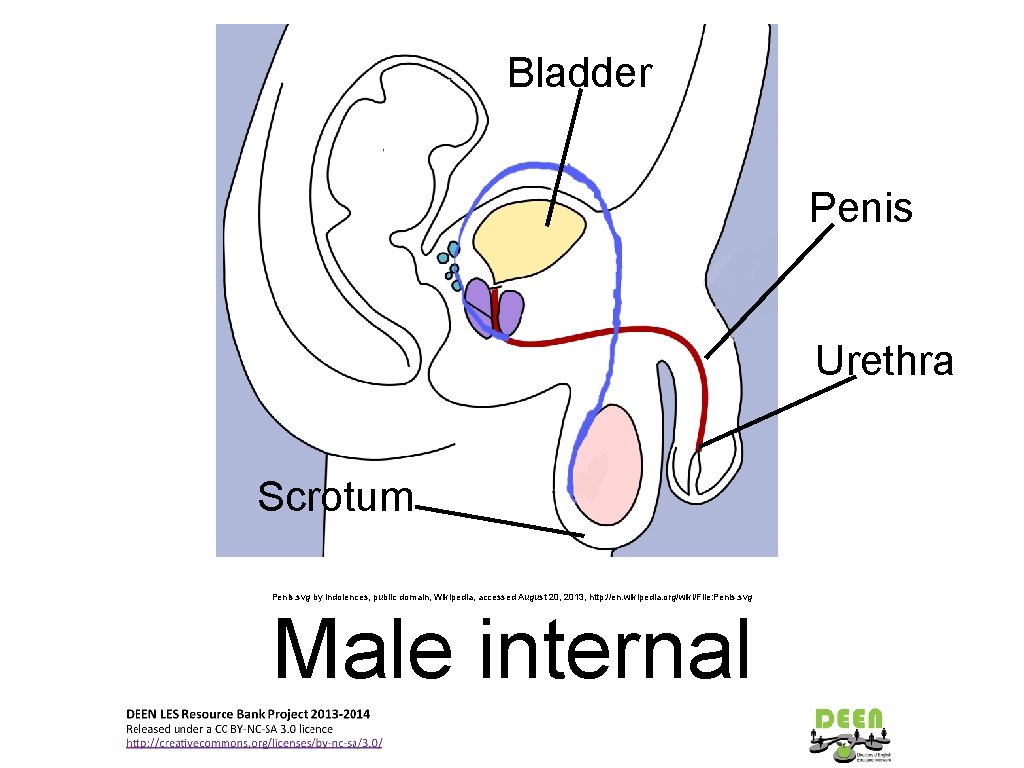 Bladder Penis Urethra Scrotum Penis. svg by Indolences, public domain, Wikipedia, accessed August 20,