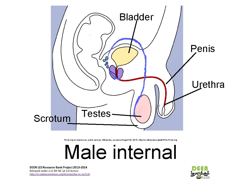 Bladder Penis Urethra Scrotum Testes Penis. svg by Indolences, public domain, Wikipedia, accessed August