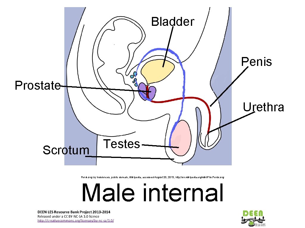 Bladder Penis Prostate Urethra Scrotum Testes Penis. svg by Indolences, public domain, Wikipedia, accessed