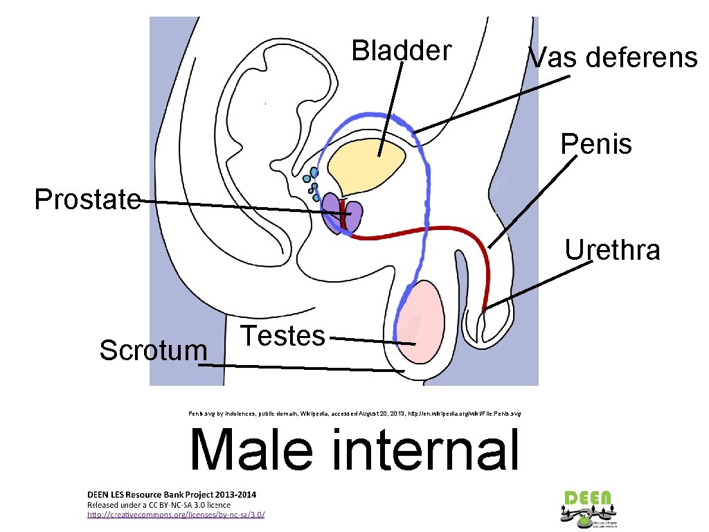 Bladder Vas deferens Penis Prostate Urethra Scrotum Testes Penis. svg by Indolences, public domain,