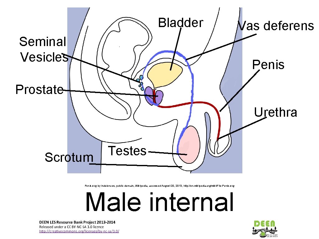 Bladder Seminal Vesicles Vas deferens Penis Prostate Urethra Scrotum Testes Penis. svg by Indolences,