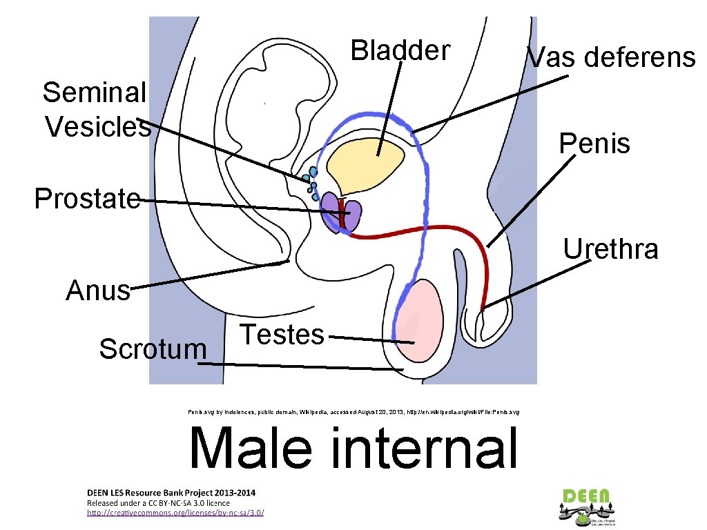 Bladder Seminal Vesicles Vas deferens Penis Prostate Urethra Anus Scrotum Testes Penis. svg by