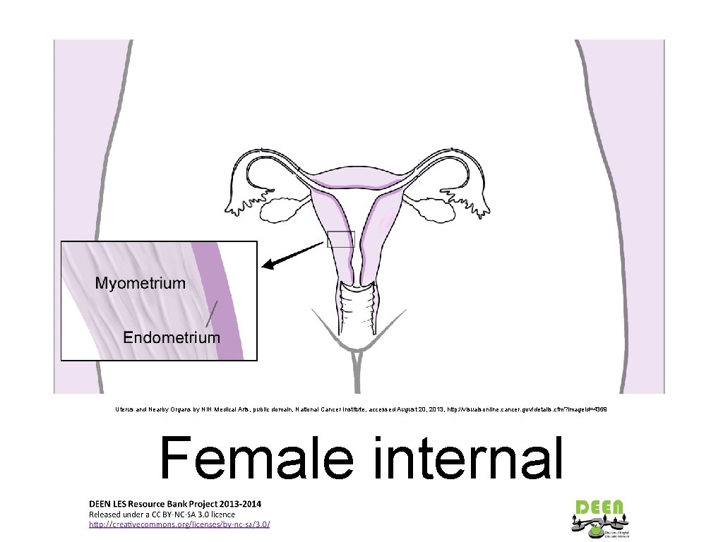 Uterus and Nearby Organs by NIH Medical Arts, public domain, National Cancer Institute, accessed