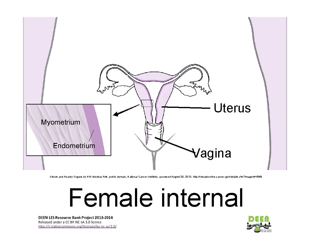 Uterus Vagina Uterus and Nearby Organs by NIH Medical Arts, public domain, National Cancer