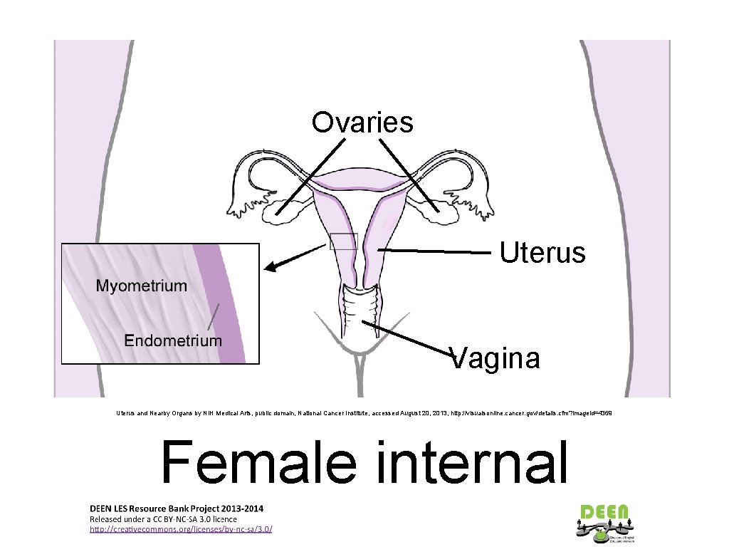 Ovaries Uterus Vagina Uterus and Nearby Organs by NIH Medical Arts, public domain, National