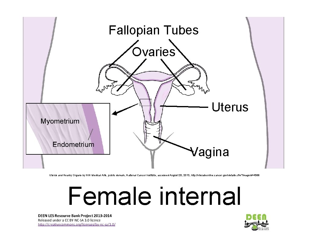 Fallopian Tubes Ovaries Uterus Vagina Uterus and Nearby Organs by NIH Medical Arts, public