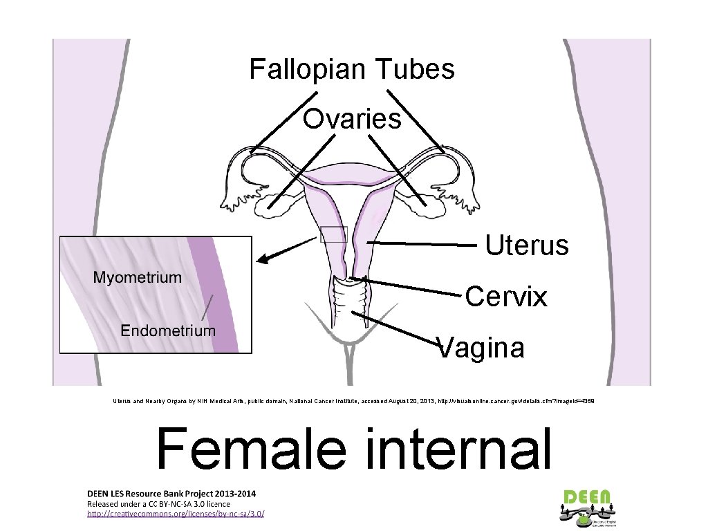 Fallopian Tubes Ovaries Uterus Cervix Vagina Uterus and Nearby Organs by NIH Medical Arts,