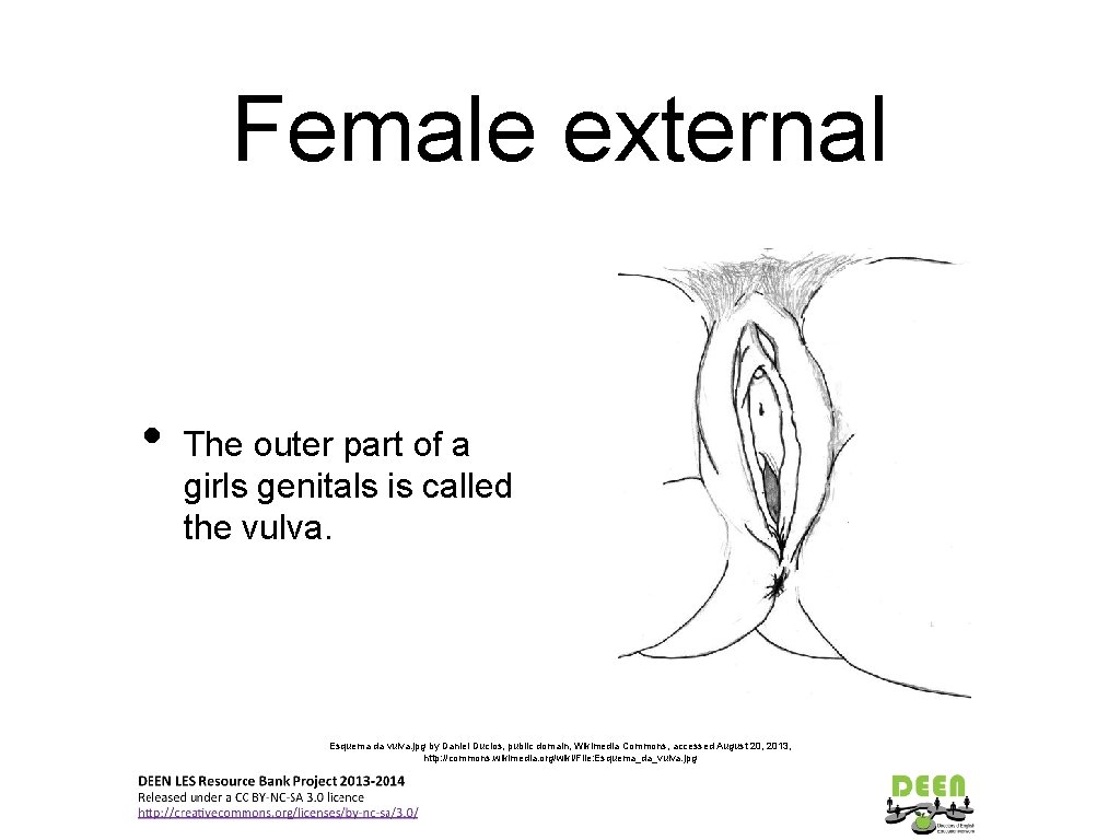 Female external • The outer part of a girls genitals is called the vulva.