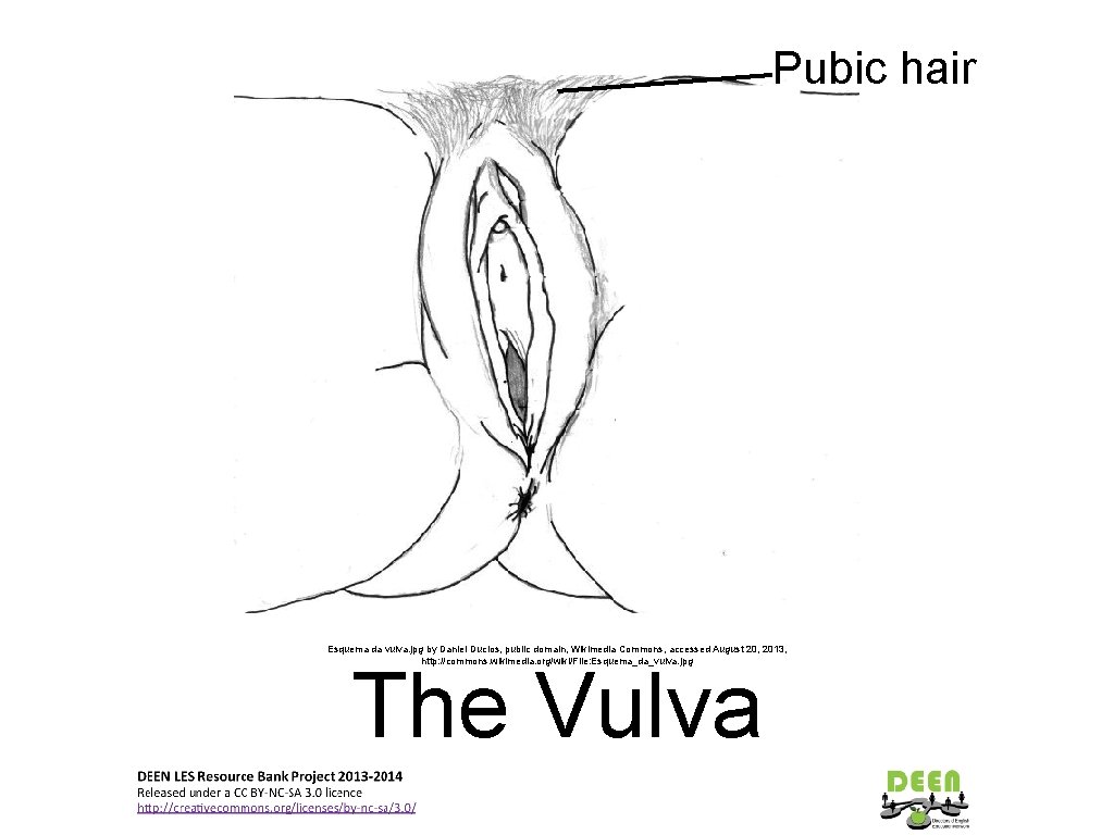 Pubic hair Esquema da vulva. jpg by Daniel Duclos, public domain, Wikimedia Commons, accessed