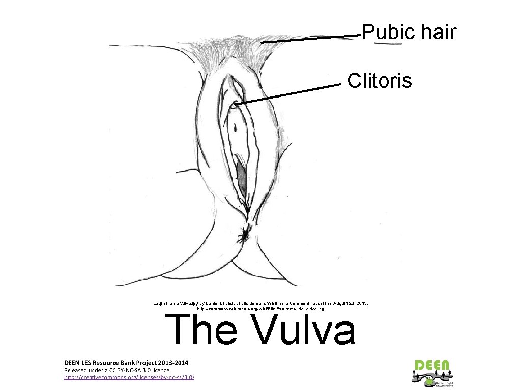 Pubic hair Clitoris Esquema da vulva. jpg by Daniel Duclos, public domain, Wikimedia Commons,