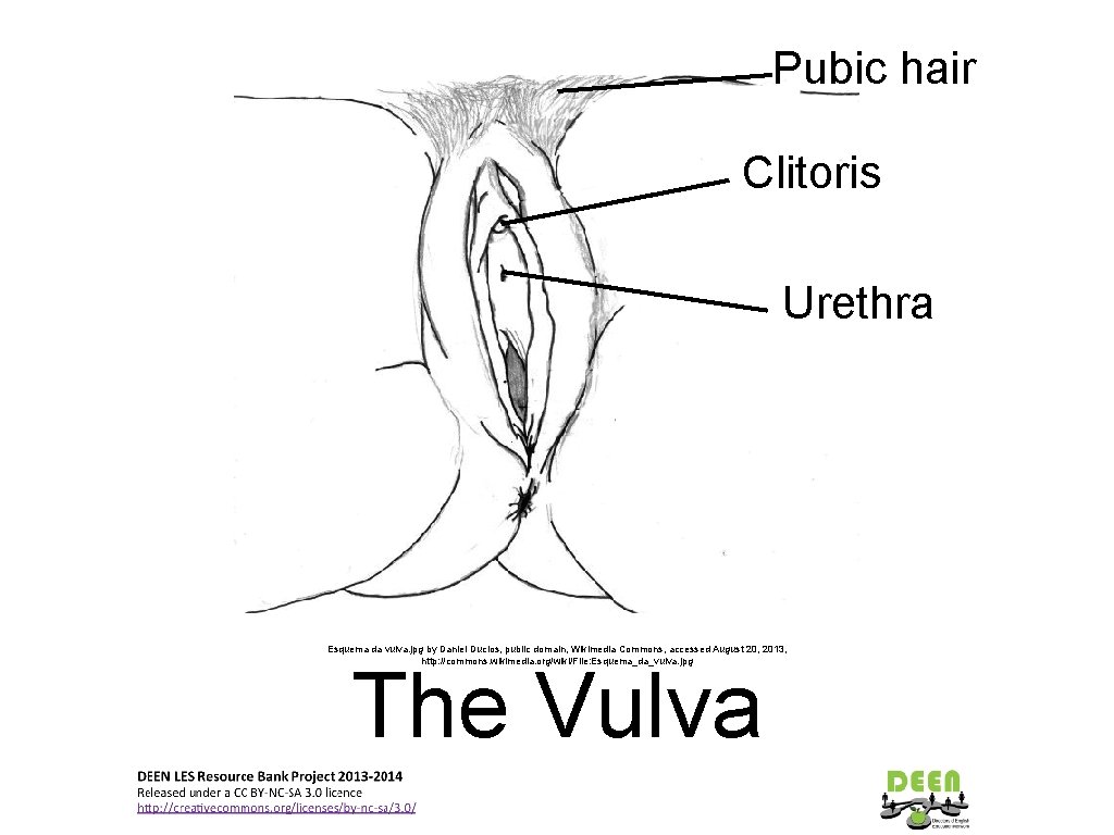 Pubic hair Clitoris Urethra Esquema da vulva. jpg by Daniel Duclos, public domain, Wikimedia