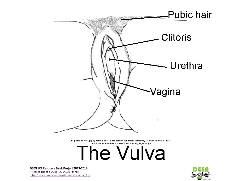 Pubic hair Clitoris Urethra Vagina Esquema da vulva. jpg by Daniel Duclos, public domain,