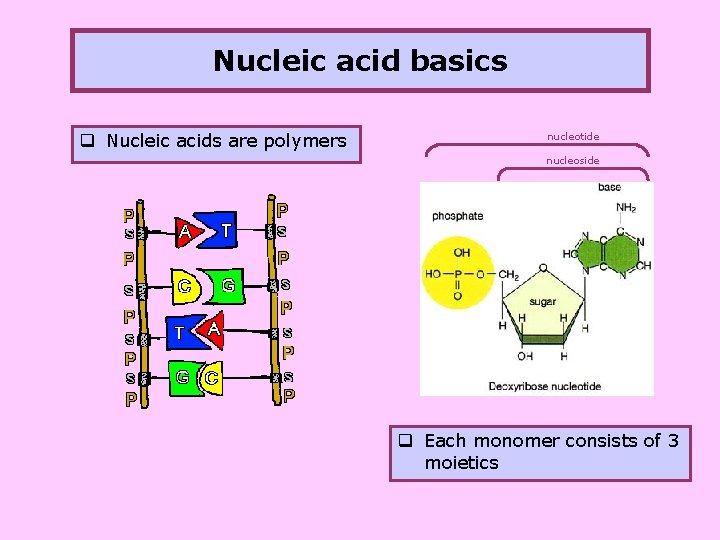 Nucleic acid basics q Nucleic acids are polymers nucleotide nucleoside q Each monomer consists