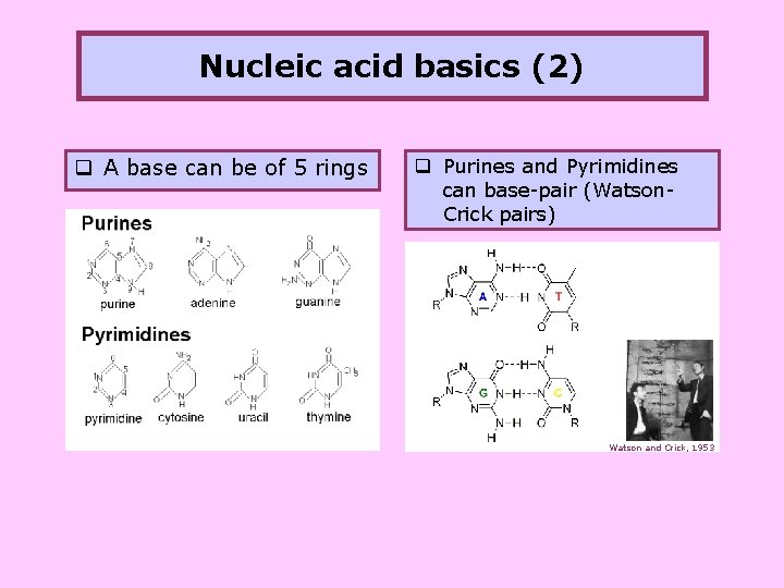 Nucleic acid basics (2) q A base can be of 5 rings q Purines