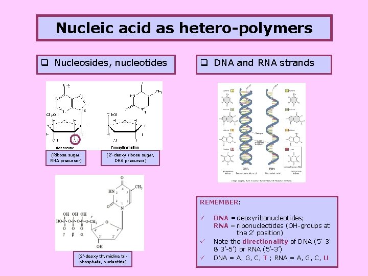 Nucleic acid as hetero-polymers q Nucleosides, nucleotides (Ribose sugar, RNA precursor) q DNA and