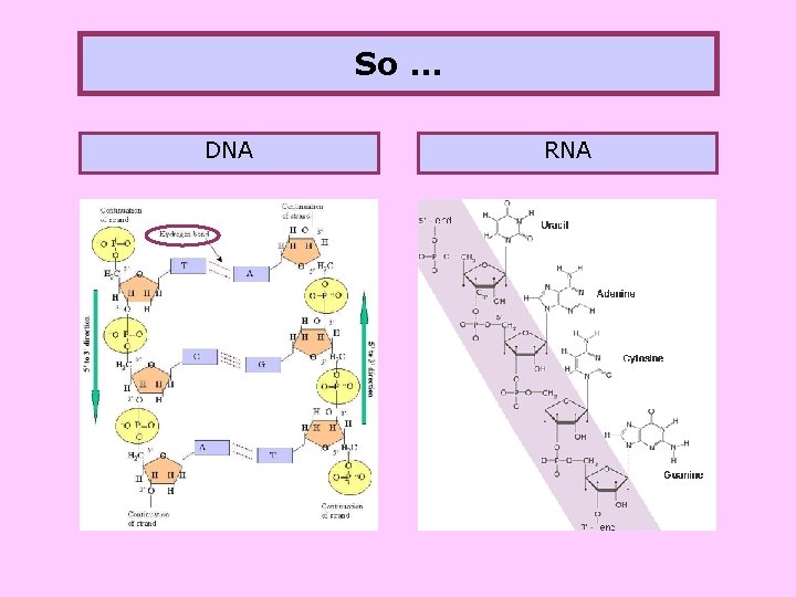 So … DNA RNA 