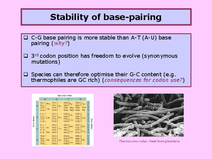 Stability of base-pairing q C-G base pairing is more stable than A-T (A-U) base