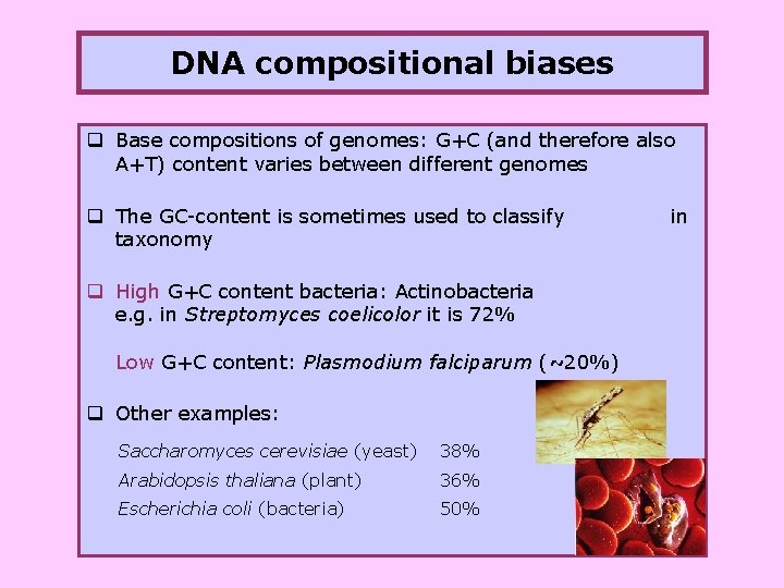 DNA compositional biases q Base compositions of genomes: G+C (and therefore also A+T) content