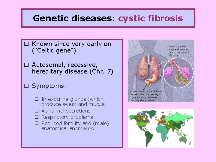 Genetic diseases: cystic fibrosis q Known since very early on (“Celtic gene”) q Autosomal,