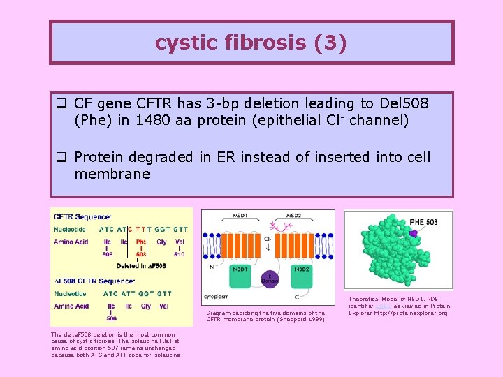 cystic fibrosis (3) q CF gene CFTR has 3 -bp deletion leading to Del