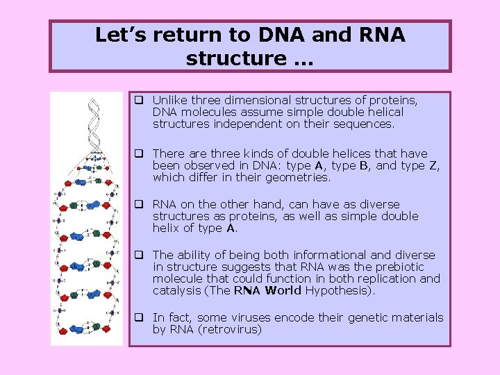 Let’s return to DNA and RNA structure … q Unlike three dimensional structures of