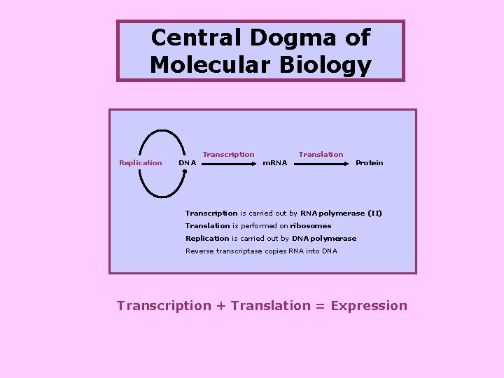 Central Dogma of Molecular Biology Replication DNA Transcription m. RNA Translation Protein Transcription is