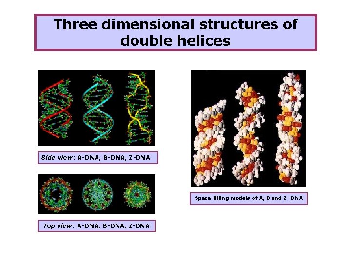 Three dimensional structures of double helices Side view: A-DNA, B-DNA, Z-DNA Space-filling models of