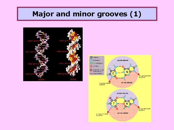 Major and minor grooves (1) 