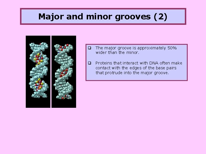 Major and minor grooves (2) q The major groove is approximately 50% wider than