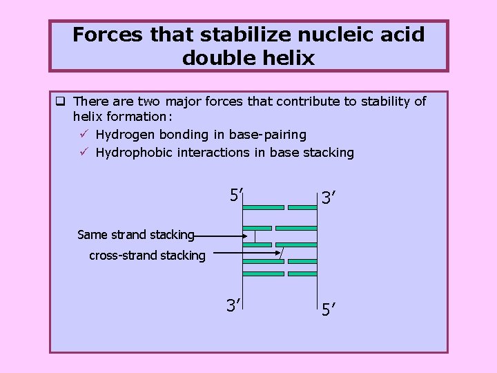 Forces that stabilize nucleic acid double helix q There are two major forces that