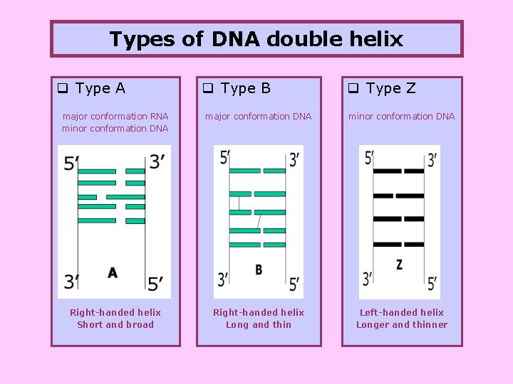 Types of DNA double helix q Type A q Type B q Type Z