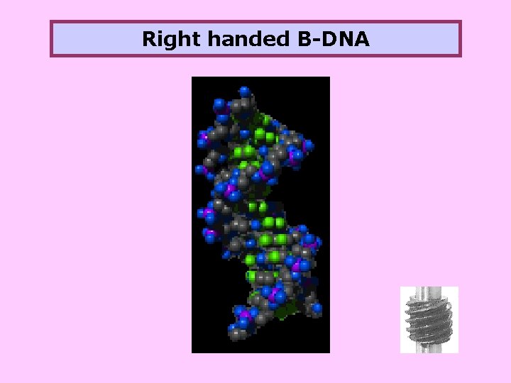 Right handed B-DNA 