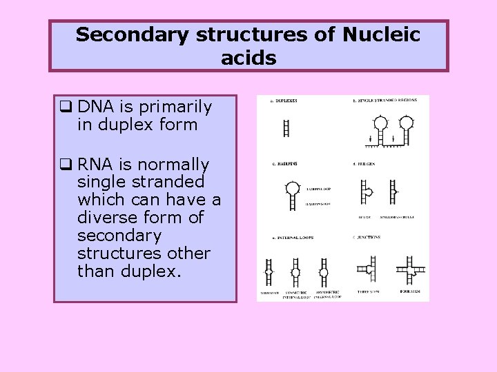 Secondary structures of Nucleic acids q DNA is primarily in duplex form q RNA