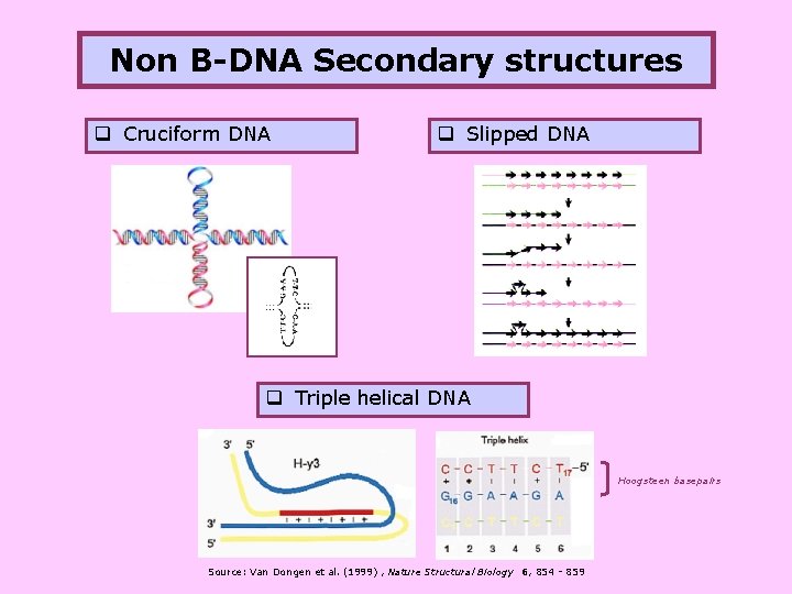 Non B-DNA Secondary structures q Cruciform DNA q Slipped DNA q Triple helical DNA