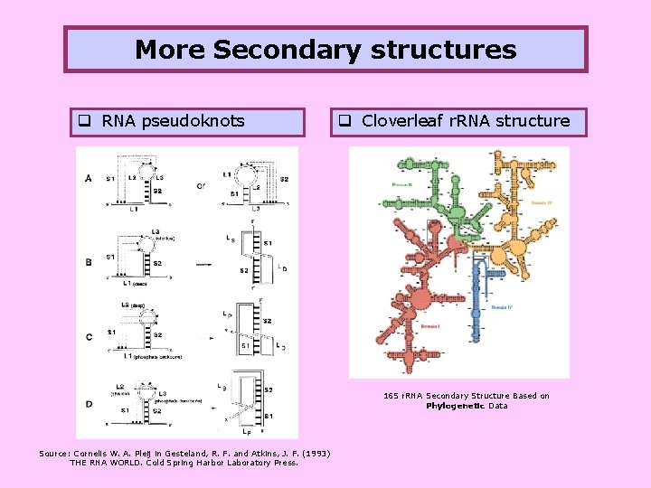 More Secondary structures q RNA pseudoknots q Cloverleaf r. RNA structure 16 S r.