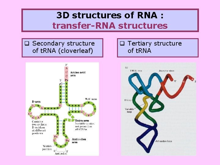 3 D structures of RNA : transfer-RNA structures q Secondary structure of t. RNA