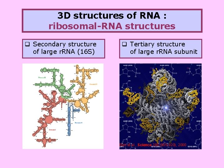 3 D structures of RNA : ribosomal-RNA structures q Secondary structure of large r.
