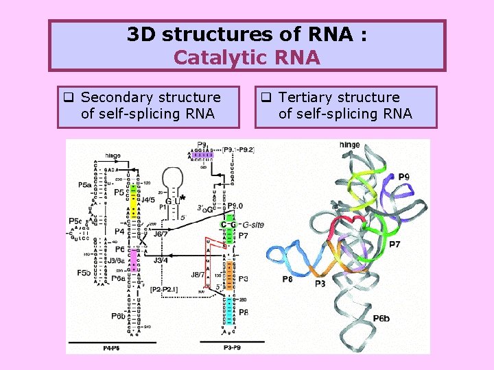 3 D structures of RNA : Catalytic RNA q Secondary structure of self-splicing RNA