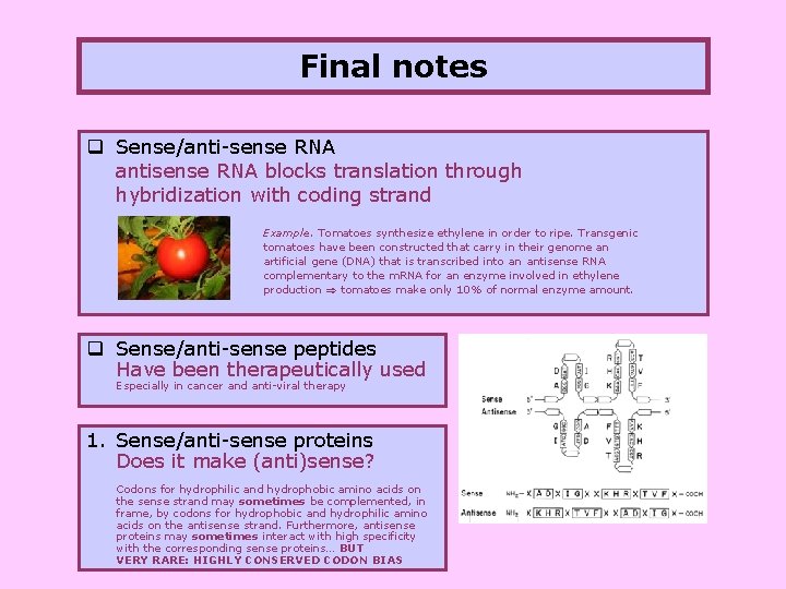 Final notes q Sense/anti-sense RNA antisense RNA blocks translation through hybridization with coding strand