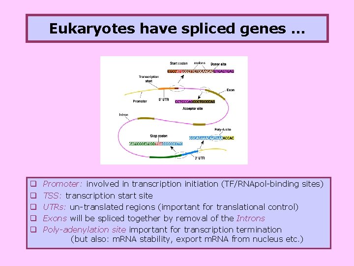 Eukaryotes have spliced genes … q q q Promoter: involved in transcription initiation (TF/RNApol-binding