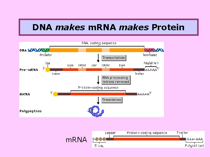 DNA makes m. RNA makes Protein m. RNA 