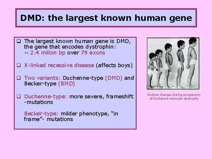 DMD: the largest known human gene q The largest known human gene is DMD,
