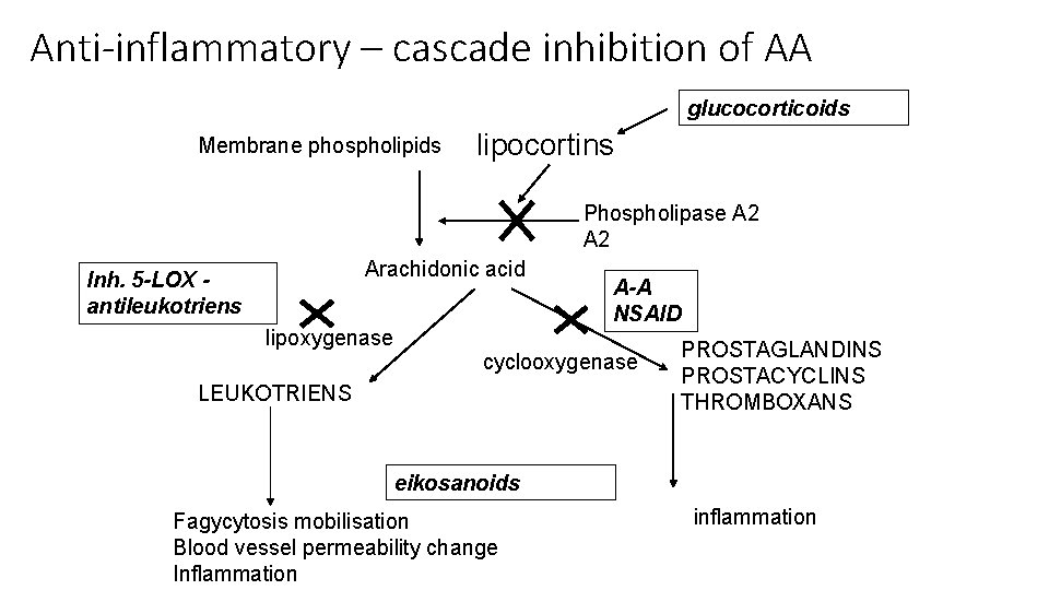 Anti-inflammatory – cascade inhibition of AA glucocorticoids Membrane phospholipids lipocortins Phospholipase A 2 Arachidonic