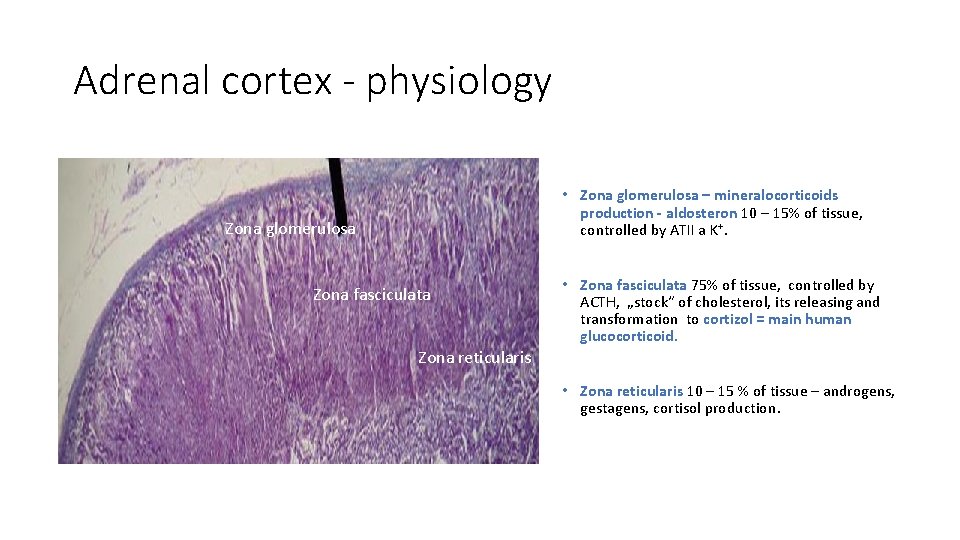 Adrenal cortex - physiology • Zona glomerulosa – mineralocorticoids production - aldosteron 10 –