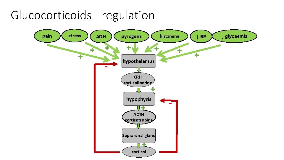 Glucocorticoids - regulation pain stress + ADH + + - pyrogens histamine + +