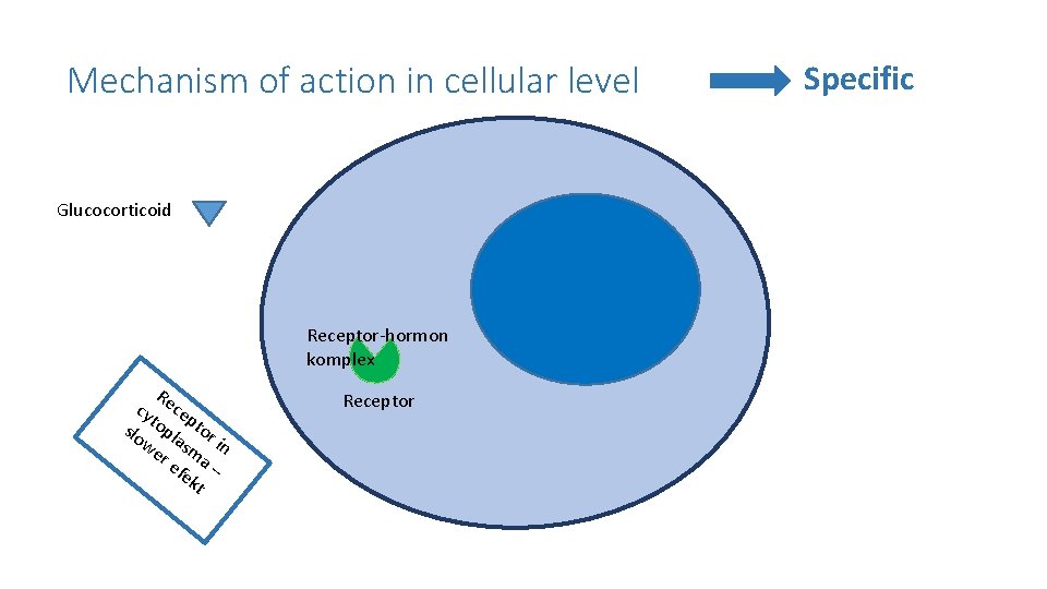 Mechanism of action in cellular level Glucocorticoid Receptor-hormon komplex R cy ece p slo