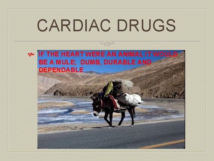 CARDIAC DRUGS IF THE HEART WERE AN ANIMAL IT WOULD BE A MULE; DUMB,