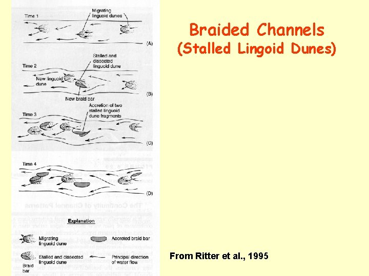 Braided Channels (Stalled Lingoid Dunes) From Ritter et al. , 1995 